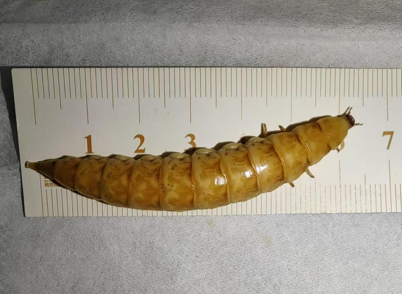 萤火虫的图片大全大图_窄缘大凹眼萤发现四川汶川_巨型萤火虫体长7厘米