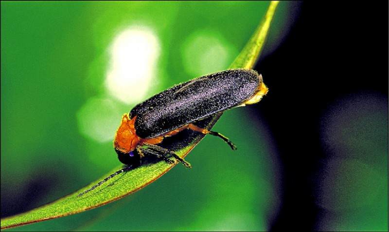 曾经在农村随处可见的萤火虫，如今为什么都不见了，它们去哪了？