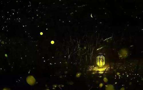 萤火虫的图片大全大图_萤火虫灭绝原因_萤火虫保护方法