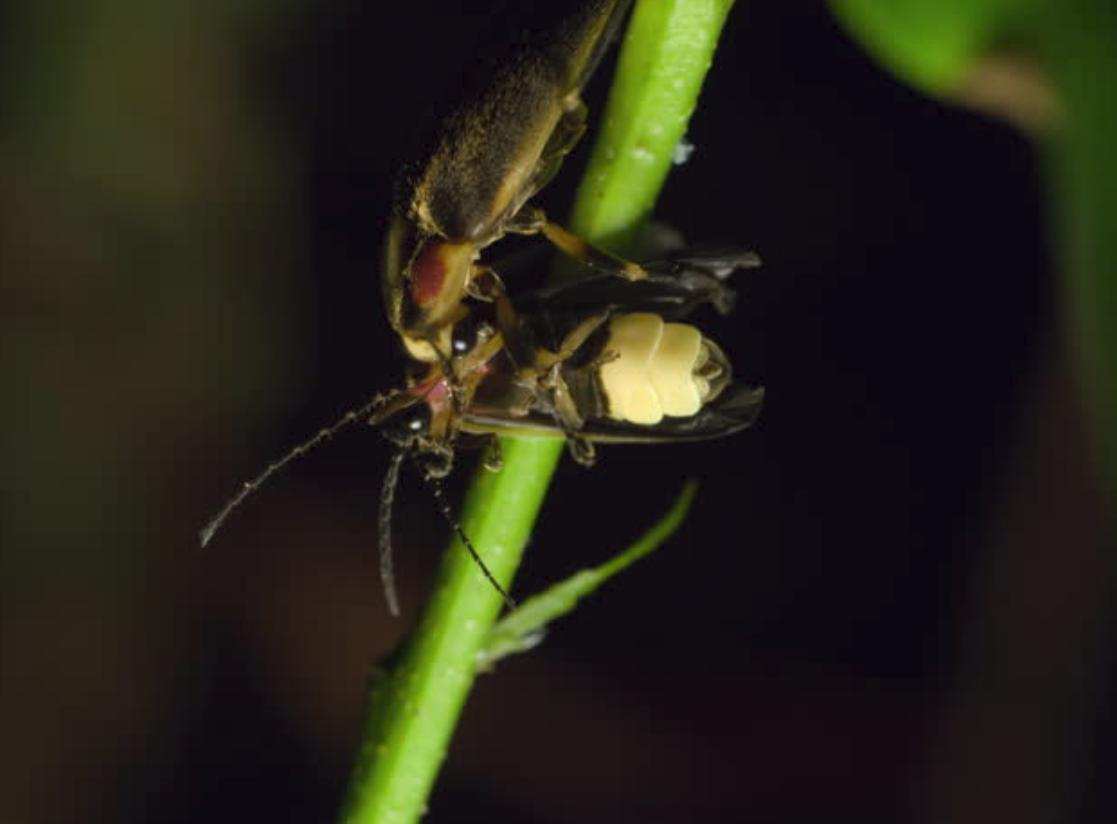 萤火虫保护方法_萤火虫灭绝原因_萤火虫的图片大全大图