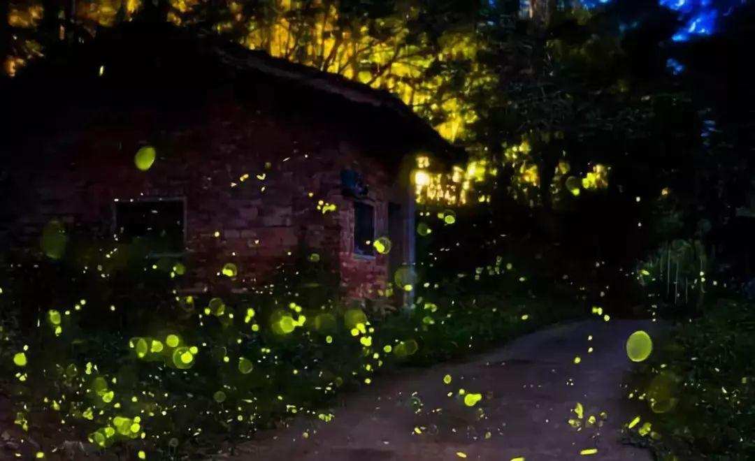 萤火虫保护方法_萤火虫灭绝原因_萤火虫的图片大全大图