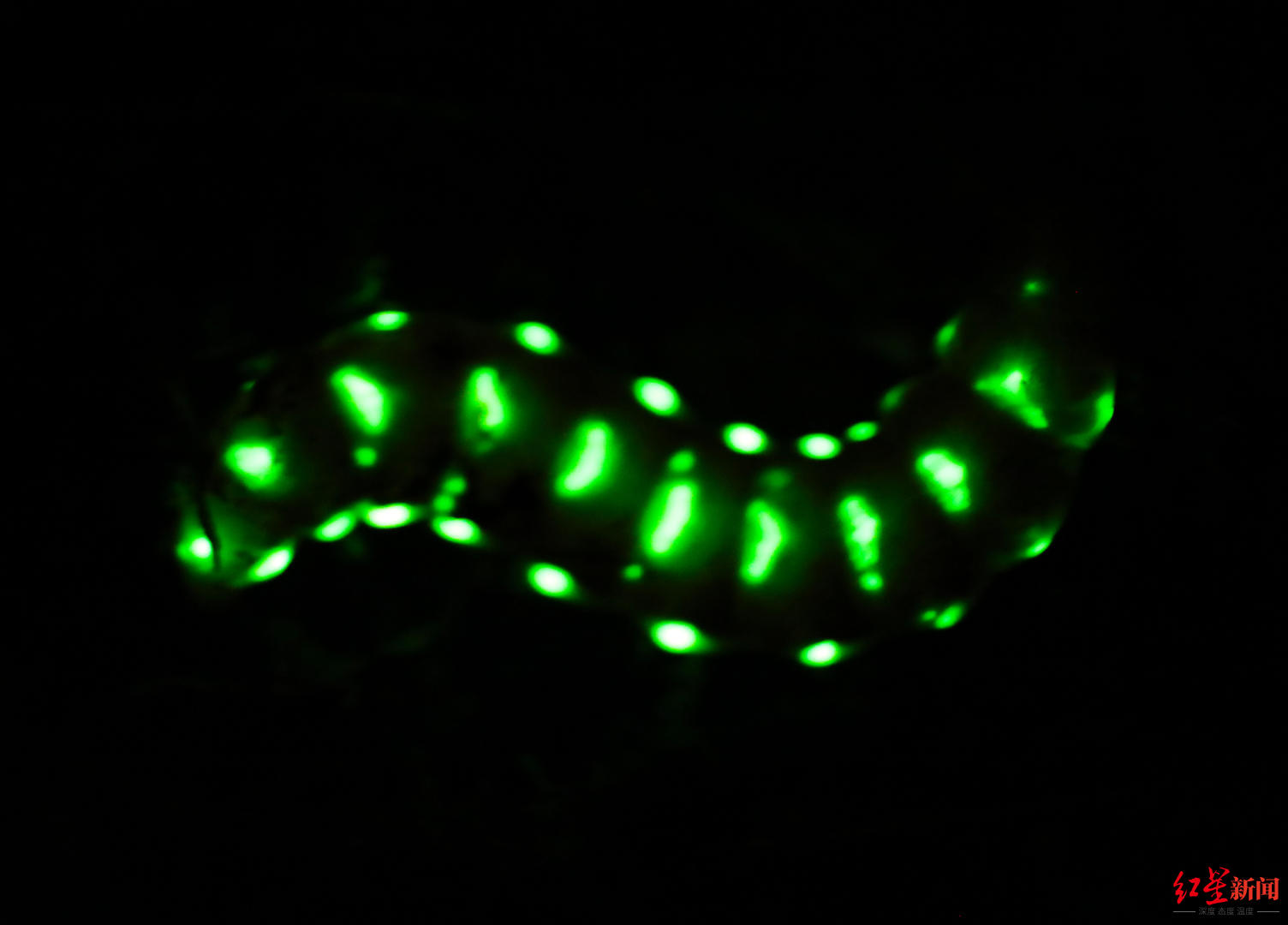 5厘米巨型萤火虫现身四川：白天躲地下 晚上挂着30多个“小灯”出来蹓