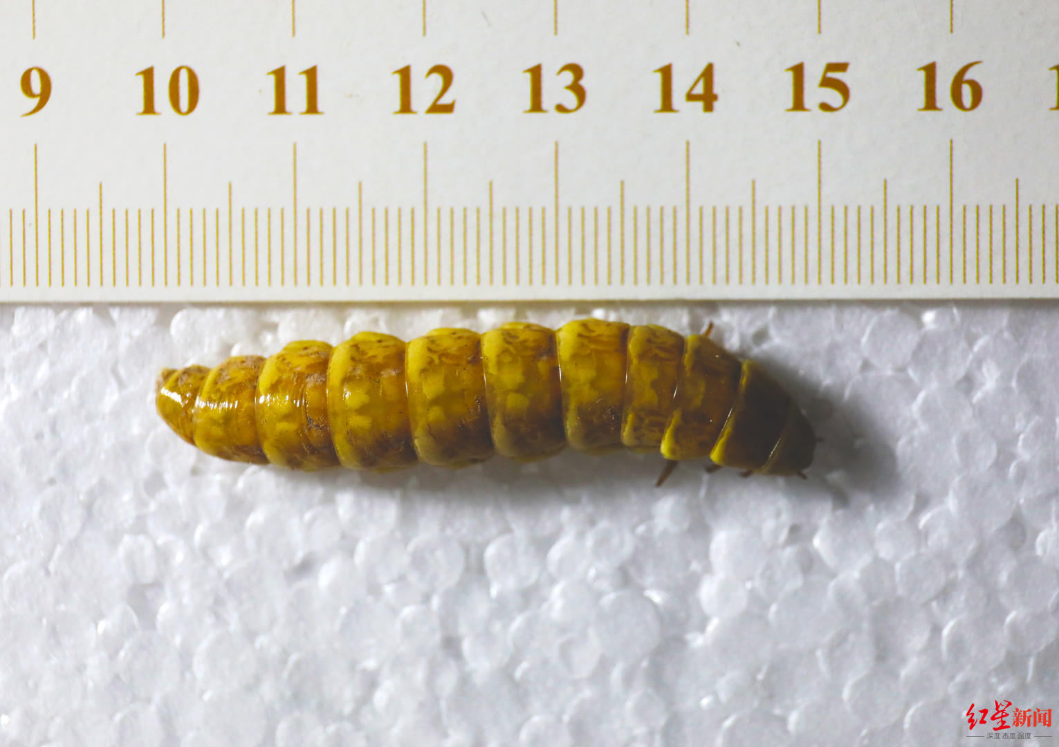 成都巨雌光萤_巨型萤火虫体长5厘米_萤火虫的图片大全大图