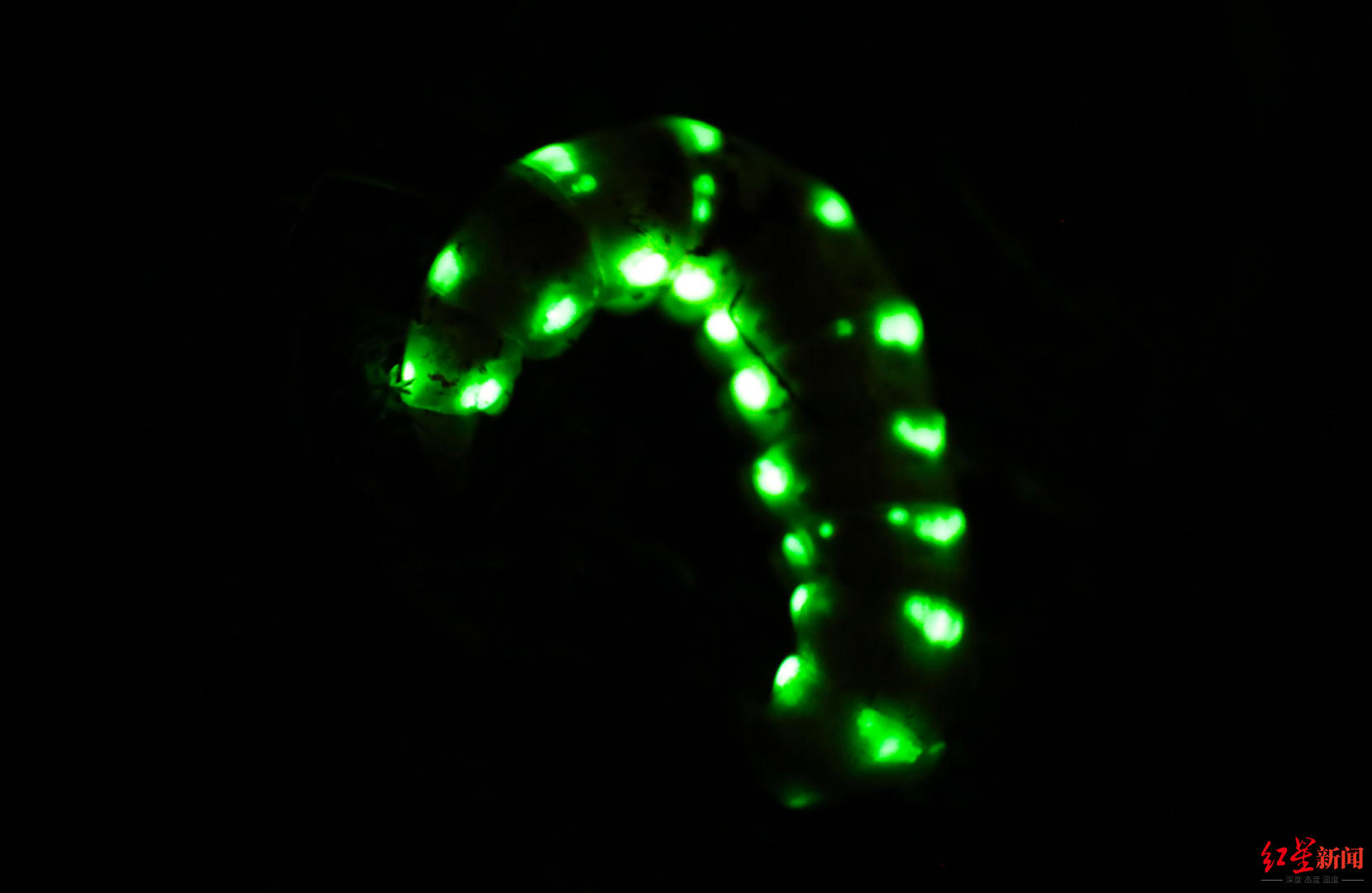 巨型萤火虫体长5厘米_成都巨雌光萤_萤火虫的图片大全大图