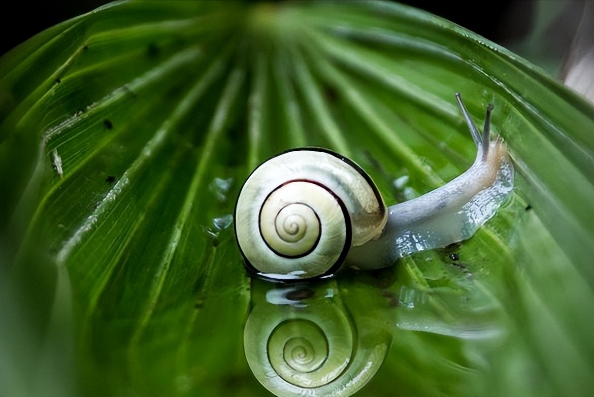 斐波那契数列生活应用_斐波那契数列与黄金分割_斐波那契数列在自然界中的应用