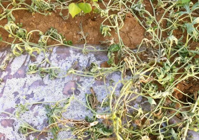 西瓜炭疽病防治药剂_西瓜病害辨识要点_西瓜病害的防治