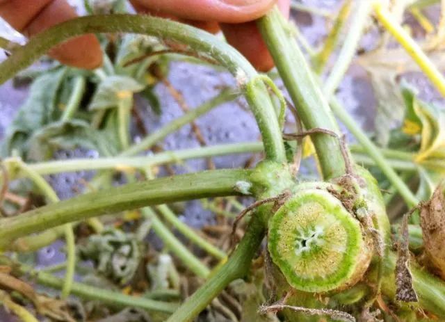 西瓜病害辨识要点_西瓜病害的防治_西瓜炭疽病防治药剂