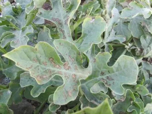 西瓜炭疽病防治药剂_西瓜病害的防治_西瓜病害辨识要点