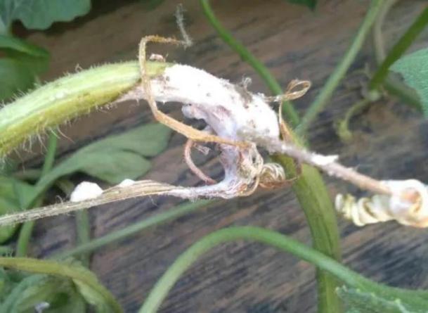 西瓜病害辨识要点_西瓜病害的防治_西瓜炭疽病防治药剂