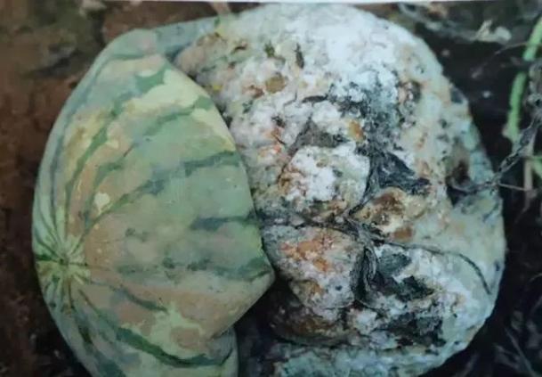 西瓜病害辨识要点_西瓜病害的防治_西瓜炭疽病防治药剂