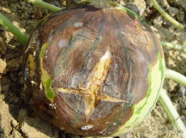 西瓜炭疽病防治药剂_西瓜病害的防治_西瓜病害辨识要点