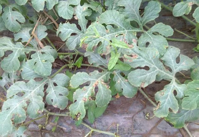 西瓜病害的防治_西瓜炭疽病防治药剂_西瓜病害辨识要点