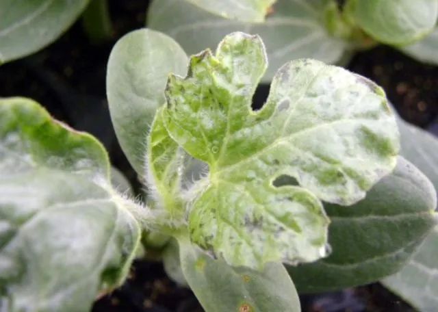 西瓜病害辨识要点_西瓜炭疽病防治药剂_西瓜病害的防治