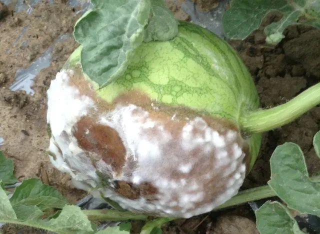 西瓜病害辨识要点_西瓜病害的防治_西瓜炭疽病防治药剂