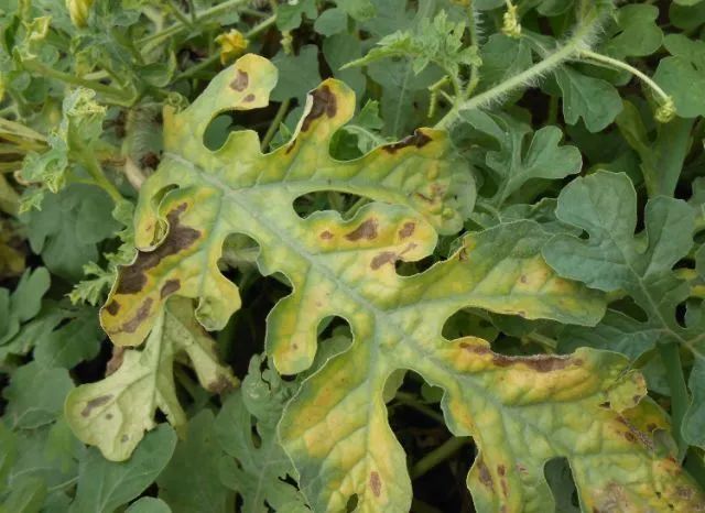 西瓜病害的防治_西瓜病害辨识要点_西瓜炭疽病防治药剂