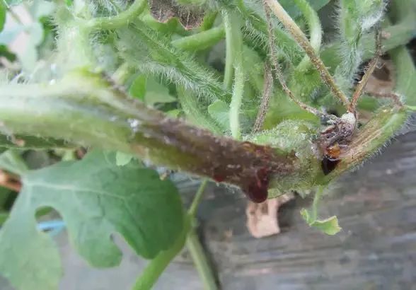 西瓜炭疽病防治药剂_西瓜病害的防治_西瓜病害辨识要点