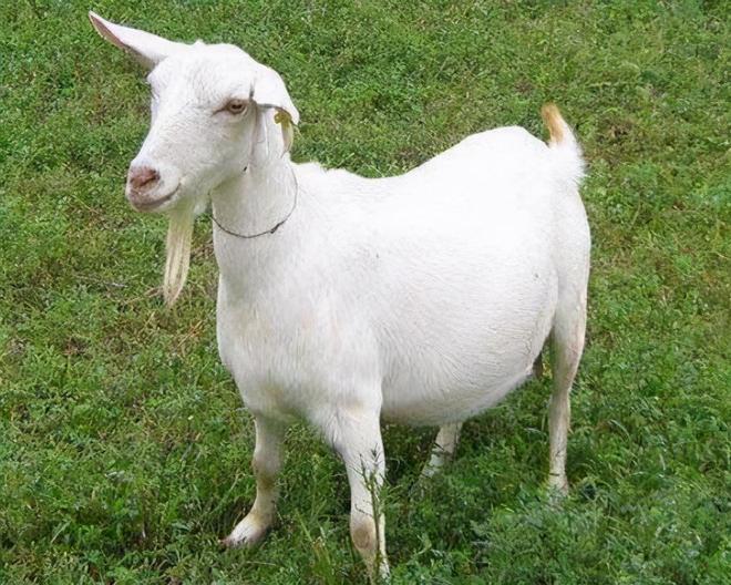 kiayun手机版登录打开即玩v1011.玩看我最新关网.中国 羊得了羊痘怎么治疗？羊痘的症状及治疗方法，养羊人快收藏学习！