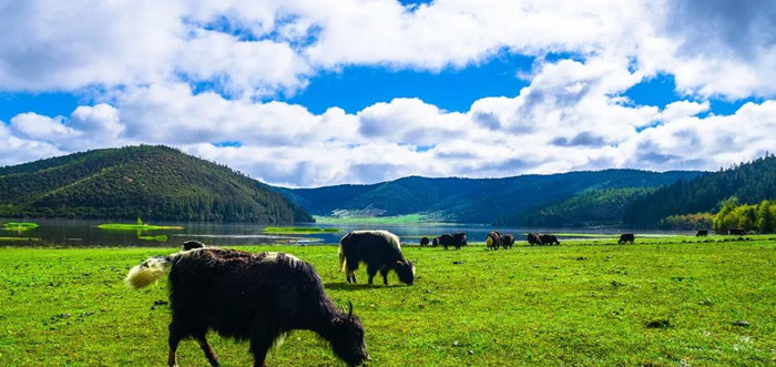 香格里拉避暑旅行_香格里拉是什么意思_三江并流香格里拉旅游