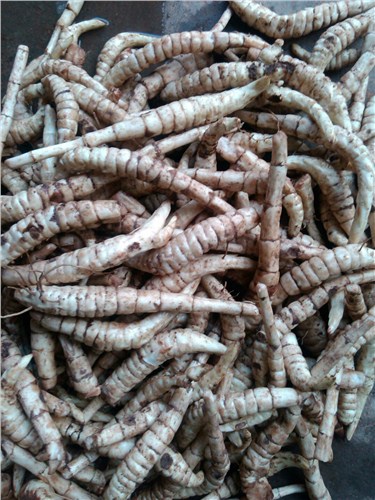 云南虫草参货真价实 欢迎咨询 昆明亚约燊农业科技开发供应