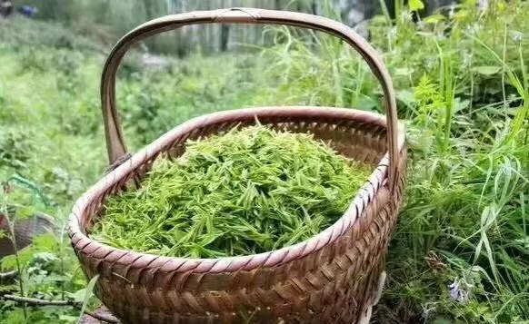 虫草参图片_虫草参功效_虫草参食用方法