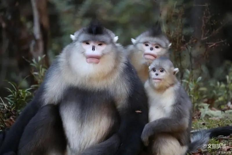 香格里拉心灵乌托邦_迪庆天堂之旅_香格里拉是什么意思