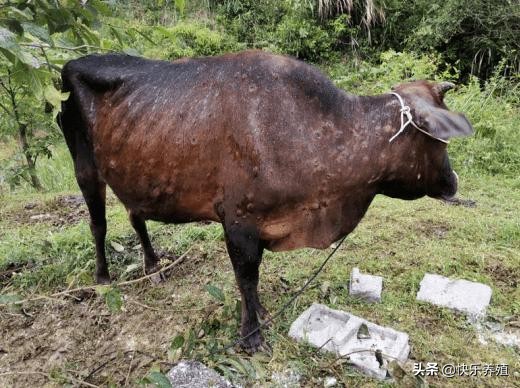 牛结节病 预防方法 羊痘疫苗_羊痘病毒的复制