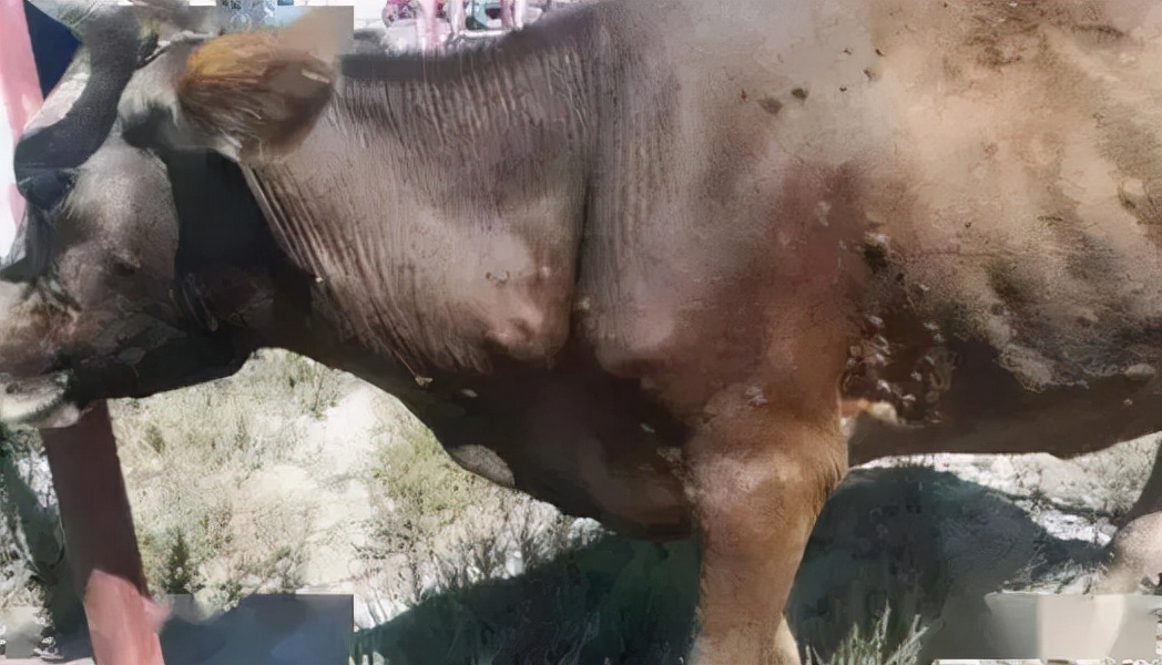 牛结节病防治的个人成功之法分享#