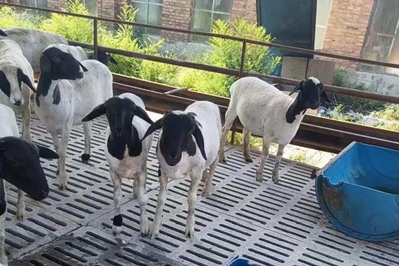 羊痘病毒的复制_养羊传染病预防治疗_魏氏梭菌羊病防治