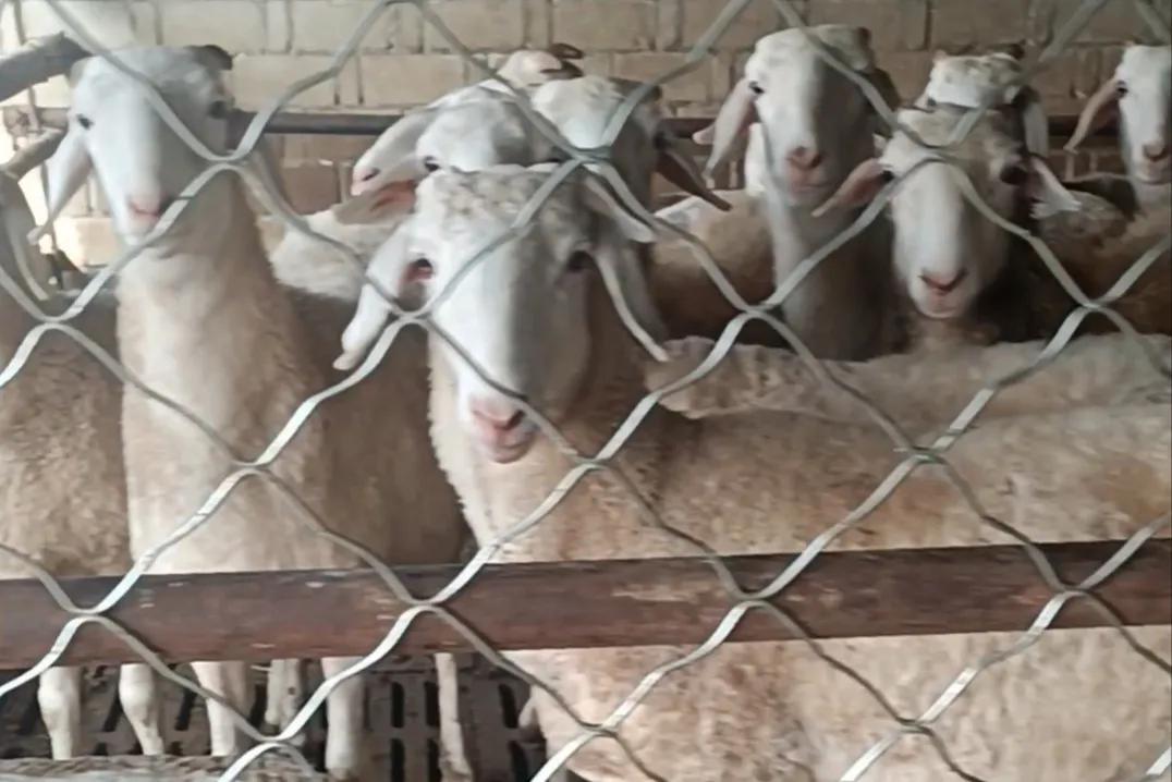 羊痘病毒的复制_魏氏梭菌羊病防治_养羊传染病预防治疗