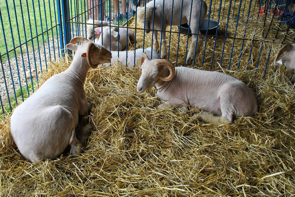 羊传染性脓包病症状_羊口疮病诊疗方法_羊痘病毒的复制