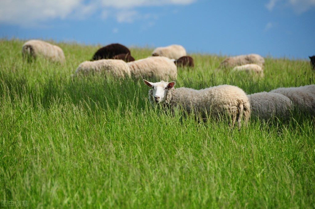 羊口疮病诊疗方法_羊痘病毒的复制_羊传染性脓包病症状