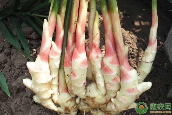 开·云app体育登录入口 大姜怎么种植能优质高产？大姜优质高产种植技术