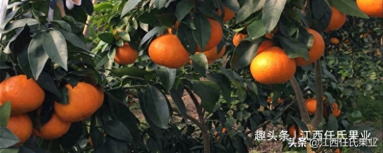 柑橘20多种“病虫害”最新防治方法、往下看全部都懂了，年年高产