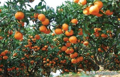 柑橘全年防治阶段_红蜘蛛柑橘害虫防治_基于r语言的中国柑橘主要病虫害空间分布图