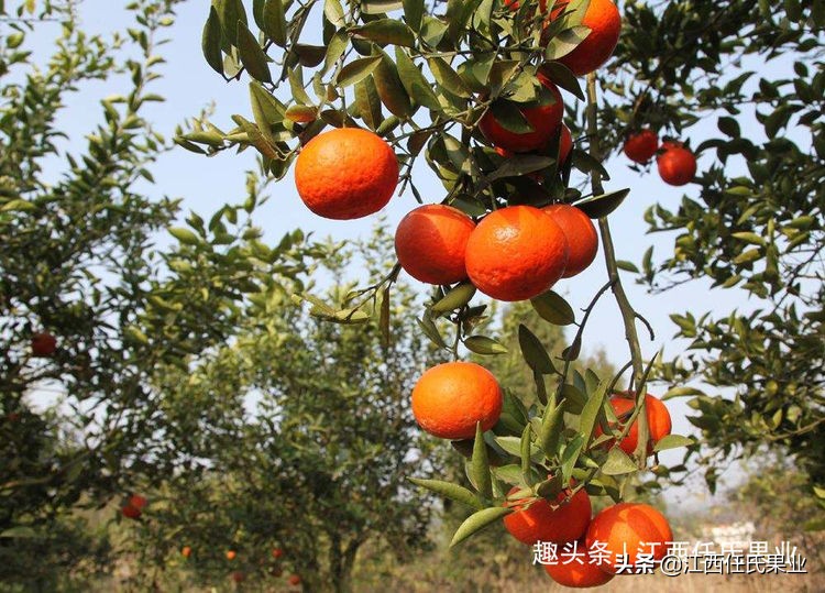 基于r语言的中国柑橘主要病虫害空间分布图_柑橘全年防治阶段_红蜘蛛柑橘害虫防治