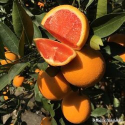 基于r语言的中国柑橘主要病虫害空间分布图_柑橘全年防治阶段_红蜘蛛柑橘害虫防治