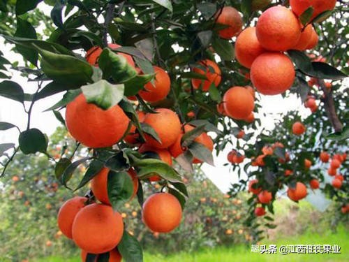 红蜘蛛柑橘害虫防治_基于r语言的中国柑橘主要病虫害空间分布图_柑橘全年防治阶段