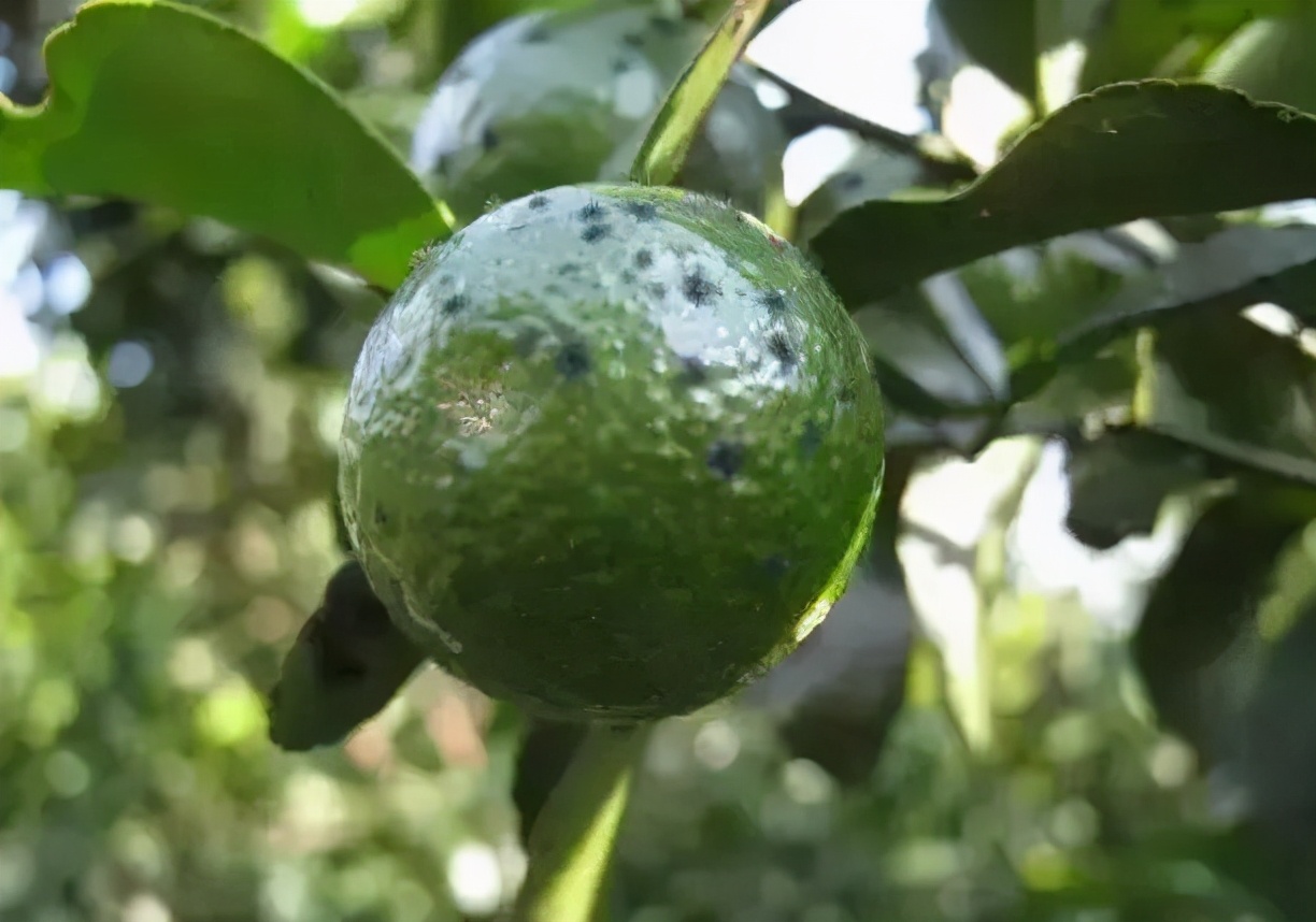 木虱黄龙病传播机制_基于r语言的中国柑橘主要病虫害空间分布图_柑橘病虫害防治