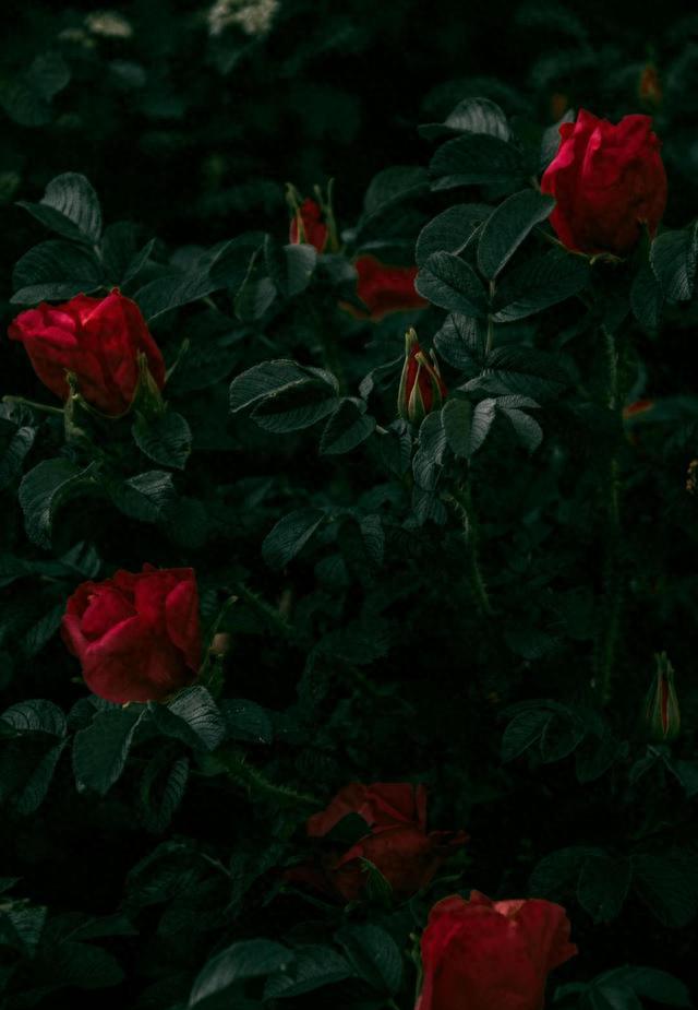 kiayun手机版登录入口 征服异性的最佳方式，是学会：黑暗效应，让对方想不靠近你都难