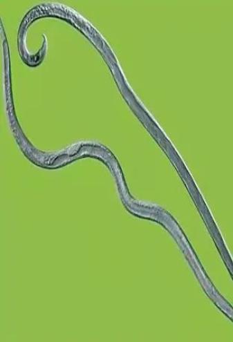 kiayun手机版登录打开即玩v1011.玩看我最新关网.中国 科普小知识 | 什么是松材线虫病？如何防治？