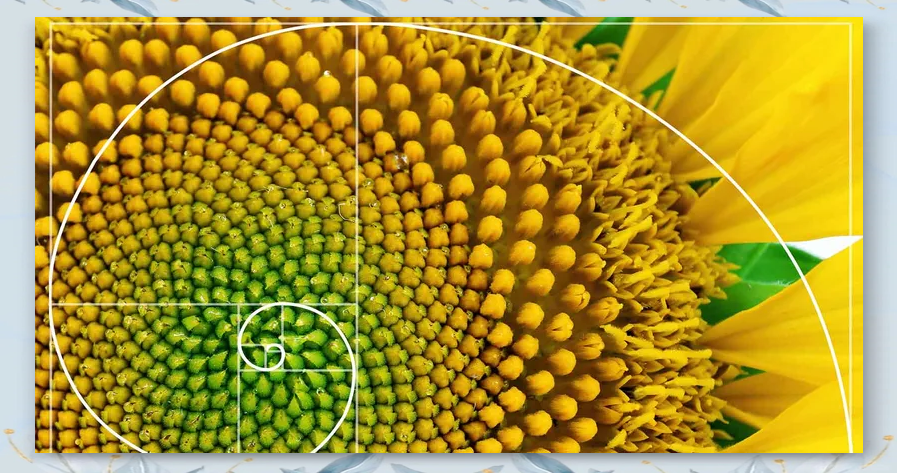 kia云手机版登录 自然界中的数学奇迹：斐波那契数列的广泛应用