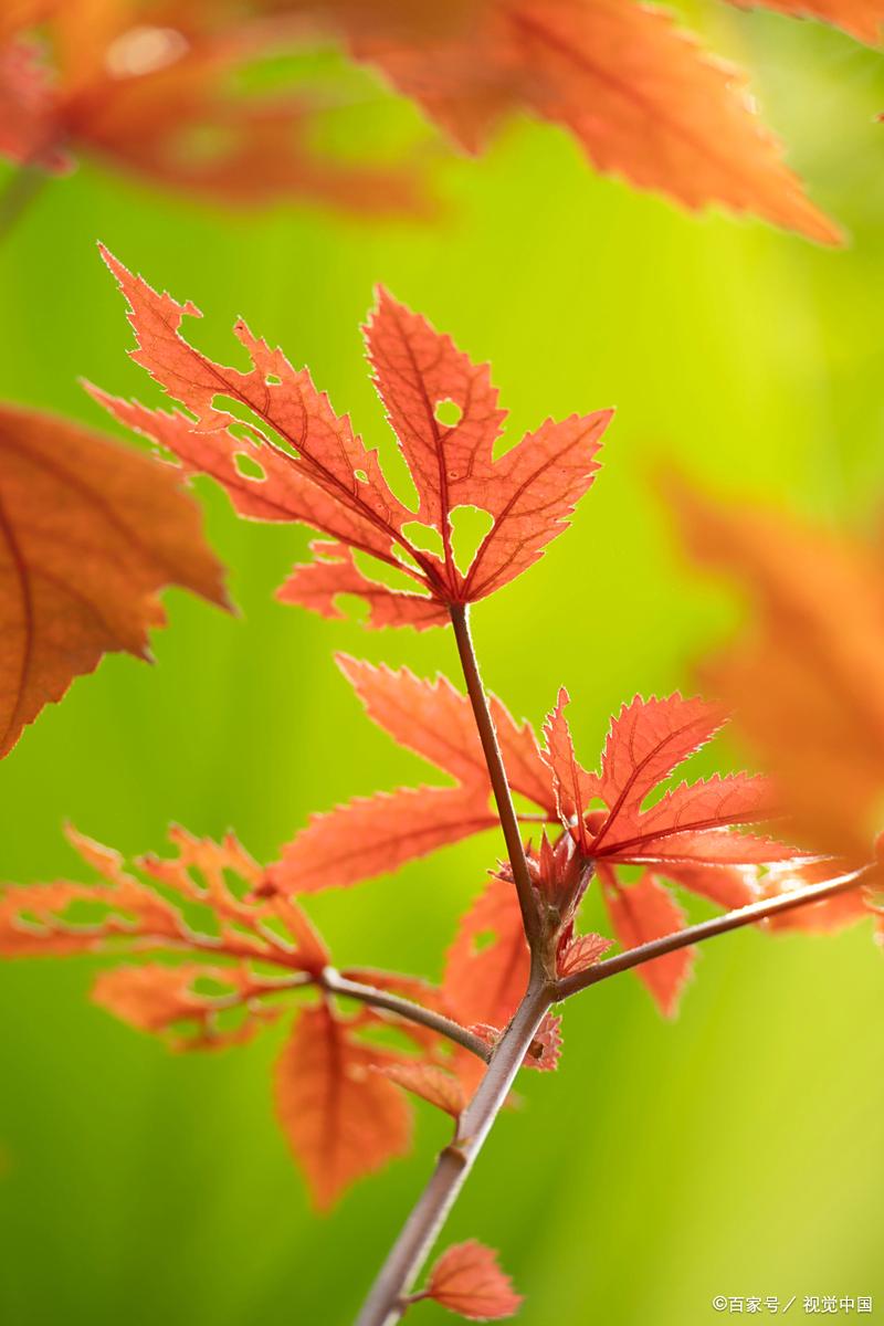 斐波那契数列 黄金分割数列 兔子数列_斐波那契数列生活应用