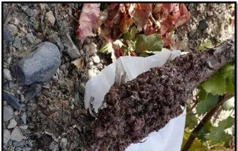 kiayun手机版登录下载 葡萄根部长出许多“肿瘤”，究竟是什么原因？