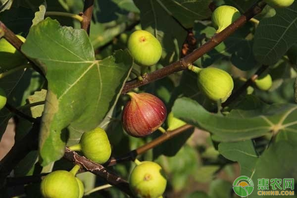 kiayun手机版登录下载 无花果病虫害有哪些？如何防治？