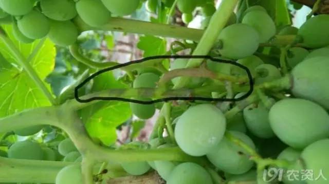 kia云手机版登录 葡萄病害图谱