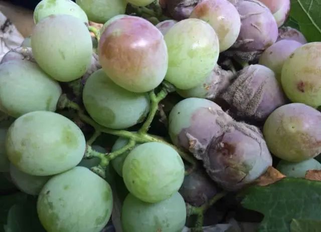 kiayun手机版登录入口 图文结合细说葡萄灰霉病！3大防治关键节点，4种药剂选择，让你轻松应对！