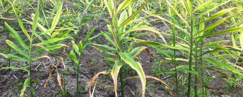 开·云app体育登录入口 生姜的常见病害与防治方法，常见的有软腐病、腐烂病等