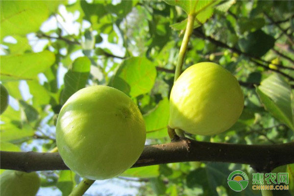 开·云app体育登录入口 无花果的常见病害及防治措施