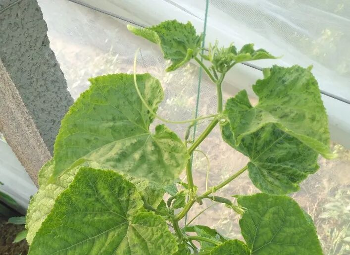 kiayun手机版登录打开即玩v1011.玩看我最新关网.中国 黄瓜主要病虫害识别及防治技术！有文有图，一清二楚！