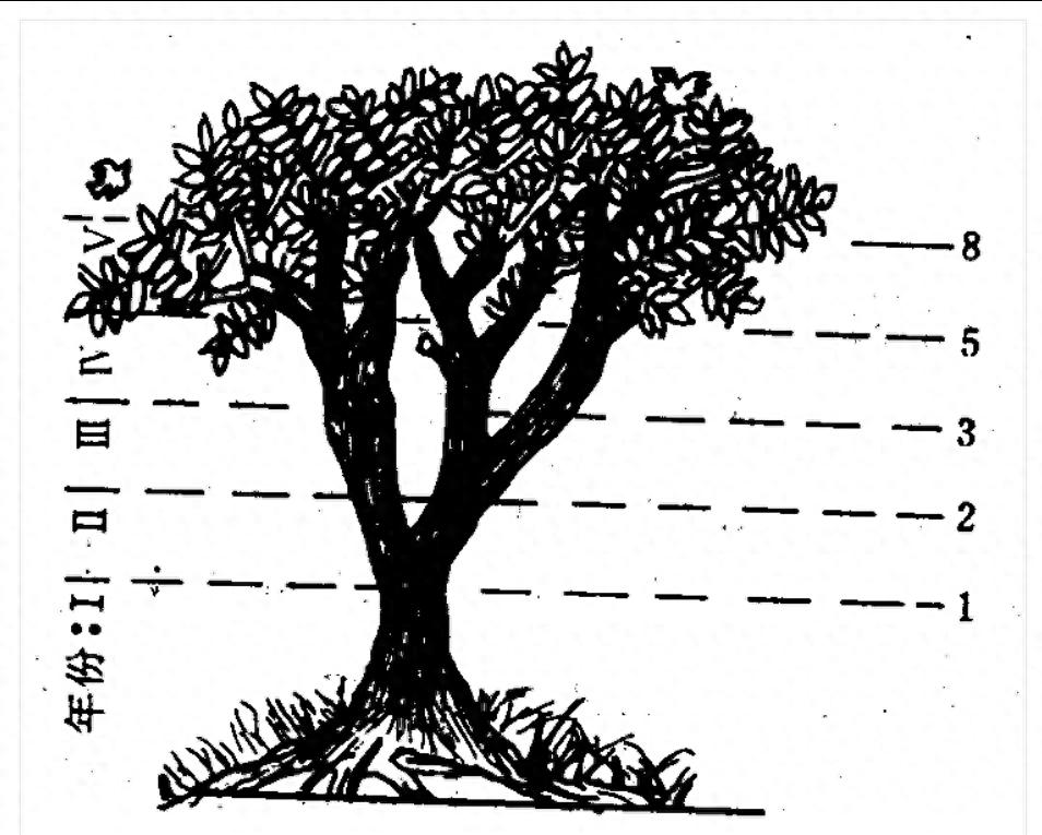 开·云app体育登录入口 数学文明的摆渡人——列奥纳多·斐波那契及其不朽的数理革命